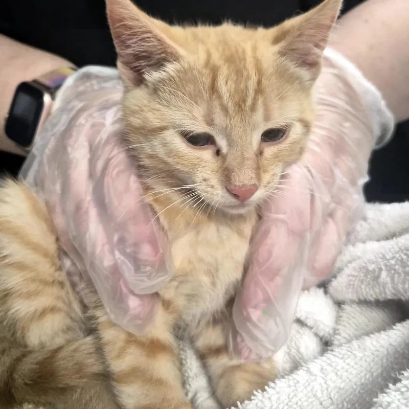 A baby small-sized male Orange / Red Domestic Short Hair cat named Rex for adoption in Newark, NJ
