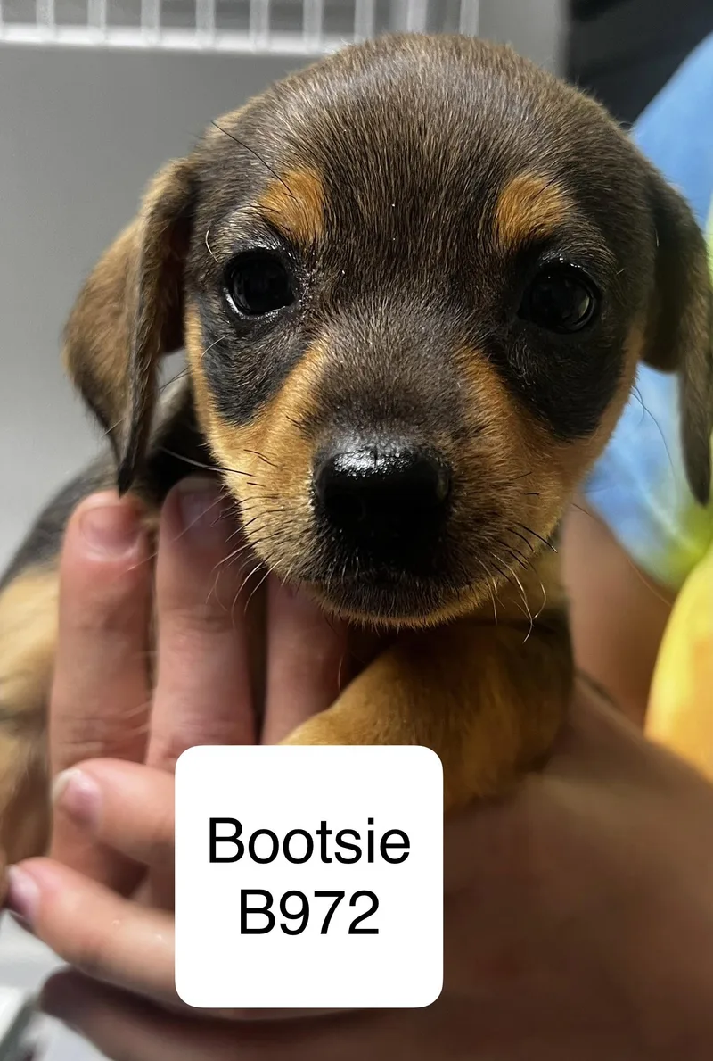 A baby small-sized female Black Shih Tzu dog named Bootsie for adoption in Morganton, NC