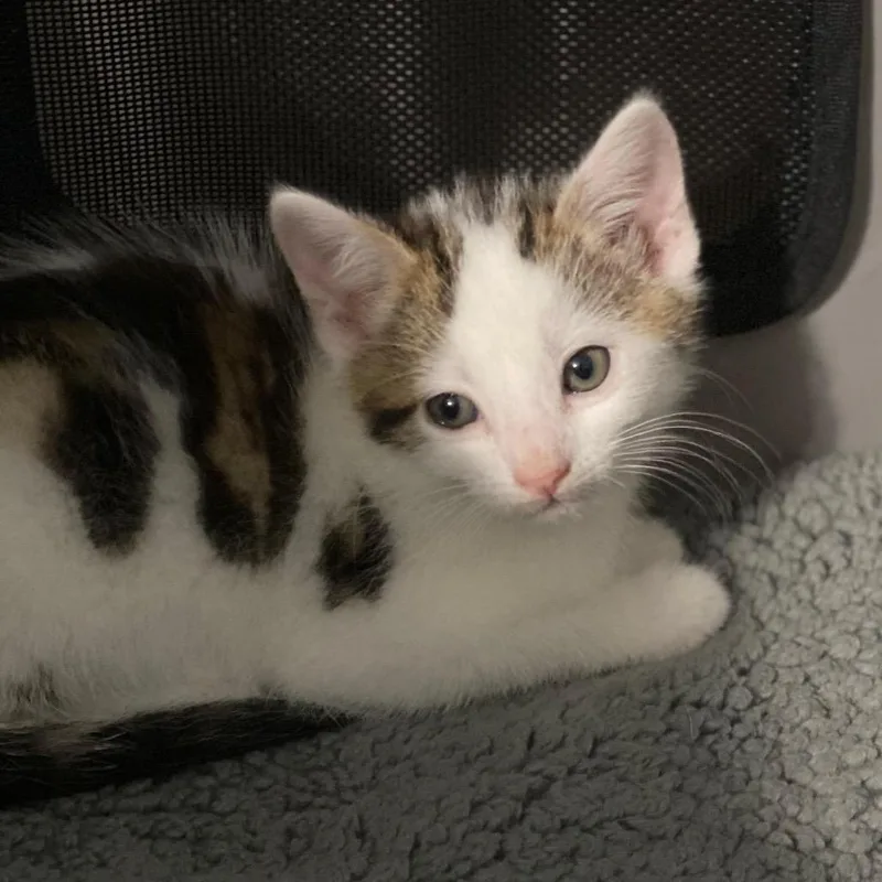 A baby small-sized male White American Shorthair cat named Xander for adoption in Fredericksburg, TX