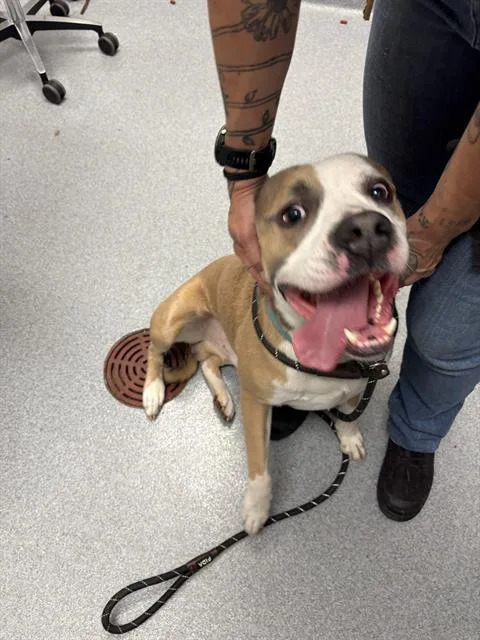 An adult large-sized male Pit Bull Terrier dog named Rocky for adoption in Indianapolis, IN