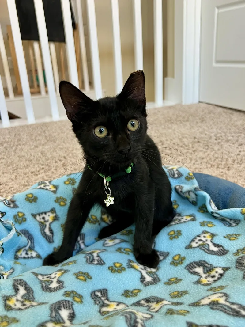A baby small-sized male Black Domestic Short Hair cat named Plum weeks for adoption in Round Rock, TX
