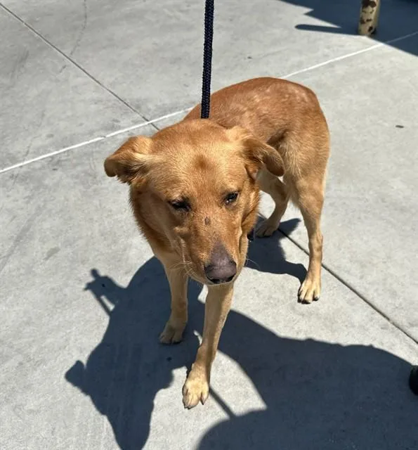 An adult medium-sized male German Shepherd Dog dog named Fat Boy for adoption in Baldwin Park, CA