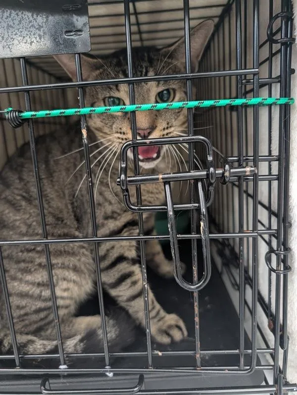 An adult small-sized male Domestic Short Hair cat named Bob Meowerly for adoption in Virginia Beach, VA