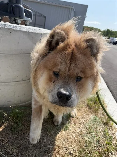 A young medium-sized male Chow Chow dog named Anubis for adoption in Indianapolis, IN