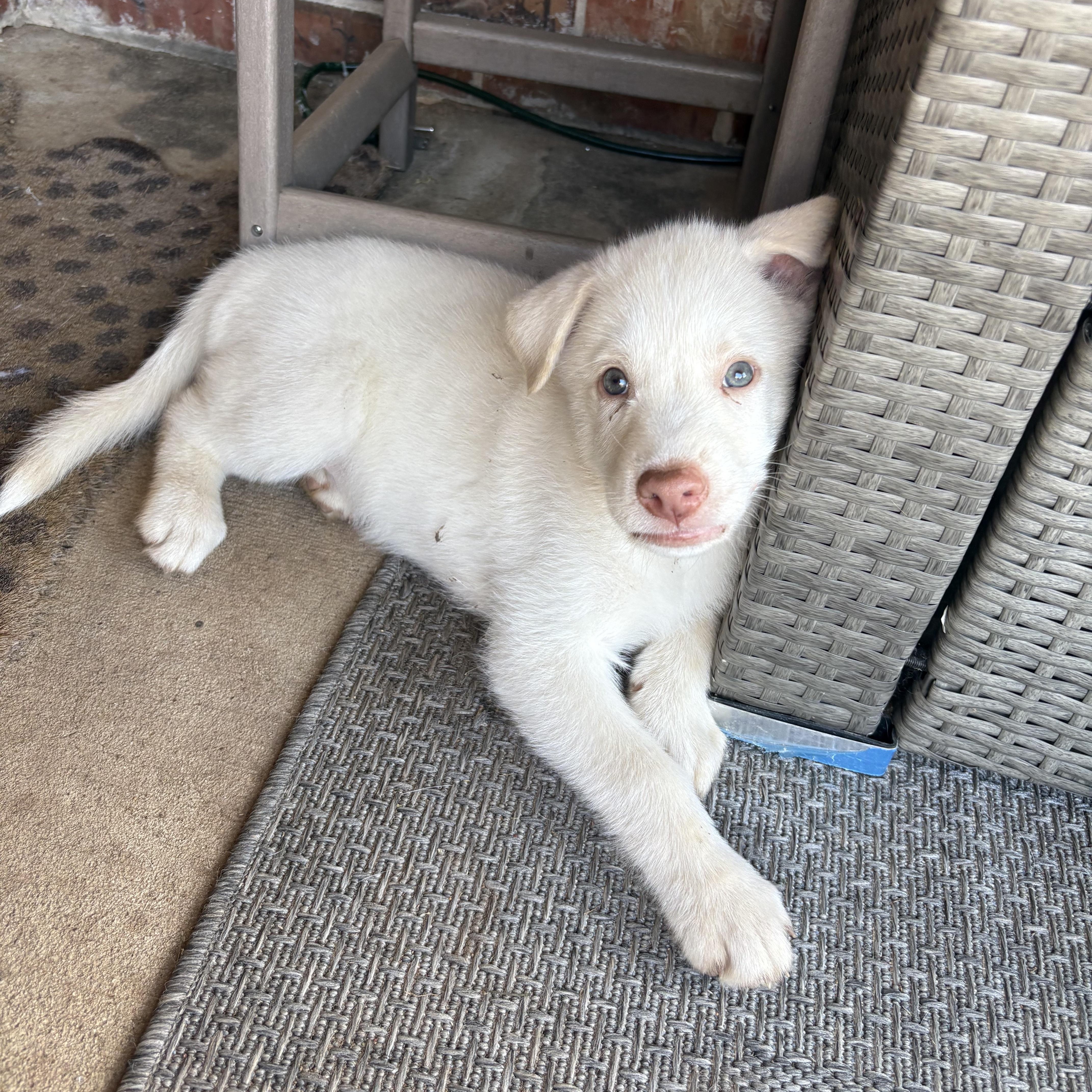 A baby medium-sized male Shepherd dog named Jon for adoption in Bryan, TX