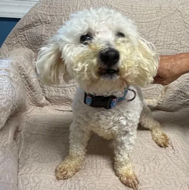 An adult small-sized male White / Cream Miniature Poodle dog named Rico for adoption in Sunderland, MD
