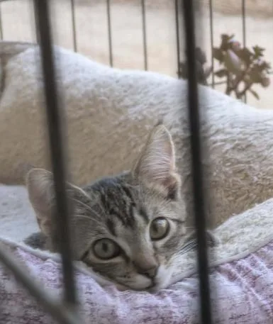 A baby medium-sized female Tabby (Brown / Chocolate) Domestic Short Hair cat named Togepi for adoption in oceanside, CA