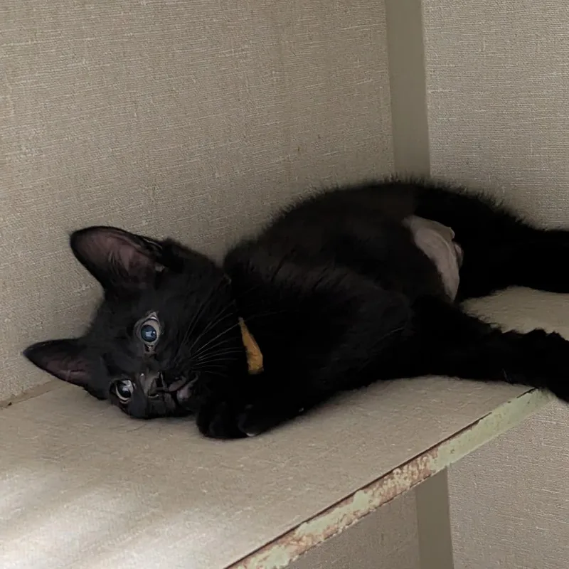 A baby small-sized female Black Domestic Short Hair cat named Josie for adoption in Lakewood, CO