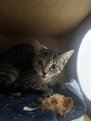 A baby small-sized female Domestic Short Hair cat named Nickel for adoption in West Chester, PA