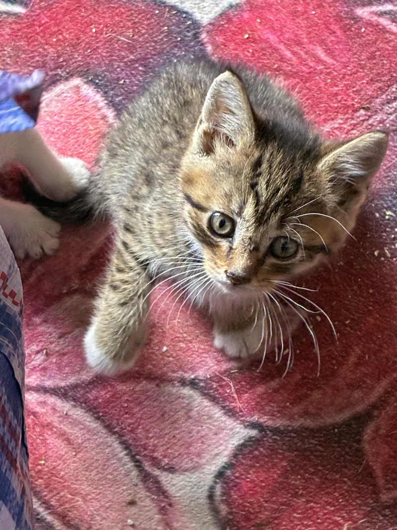 A baby small-sized female Tabby (Buff / Tan / Fawn) Domestic Short Hair cat named Miu Miu for adoption in Bayonne, NJ