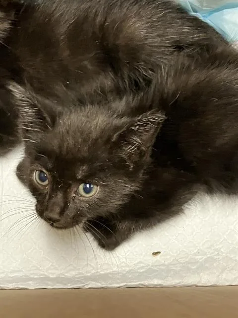 A baby small-sized male Domestic Short Hair cat named Homelander for adoption in Long Beach, CA