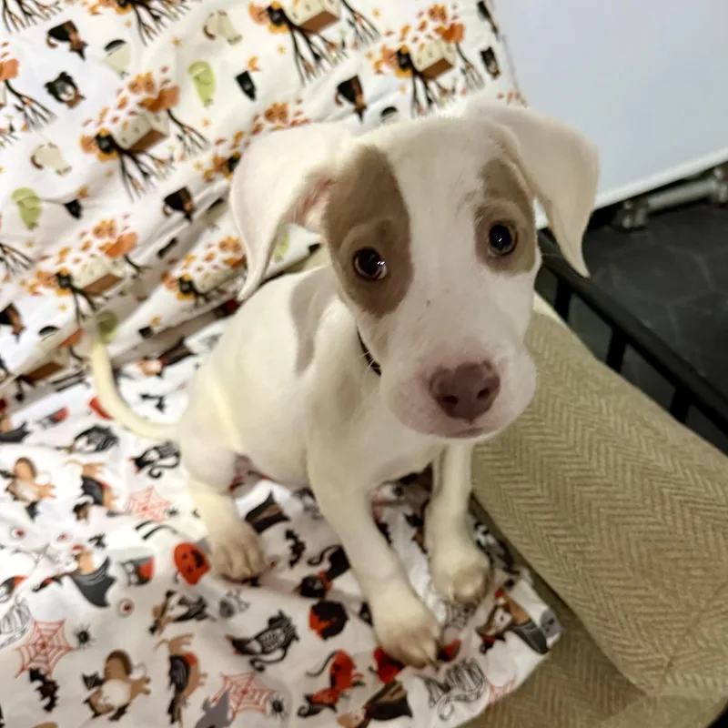 A baby medium-sized male American Staffordshire Terrier dog named Baloo for adoption in Park Forest, IL