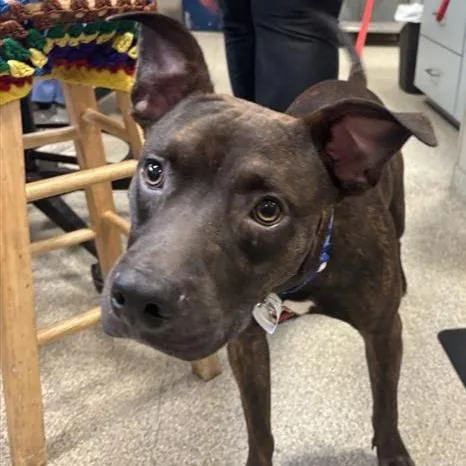 A young medium-sized male Brown / Chocolate Mixed Breed dog named Houdini for adoption in Jacksonville, FL