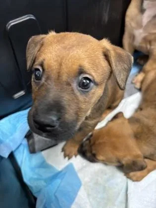 A baby small-sized female Mixed Breed dog named Curly for adoption in Cumming, GA