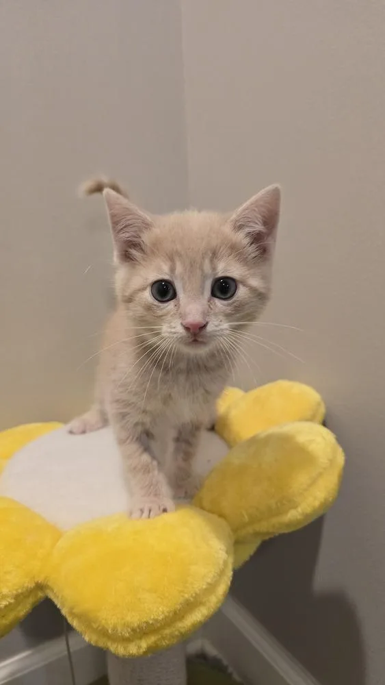 A baby medium-sized male Domestic Short Hair cat named Allium for adoption in Clinton Township, MI