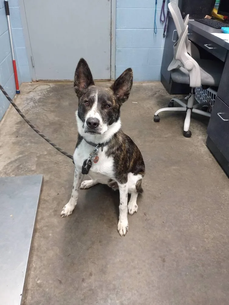 An adult large-sized male Pit Bull Terrier dog named Mighty Zeus for adoption in Evansville, IN