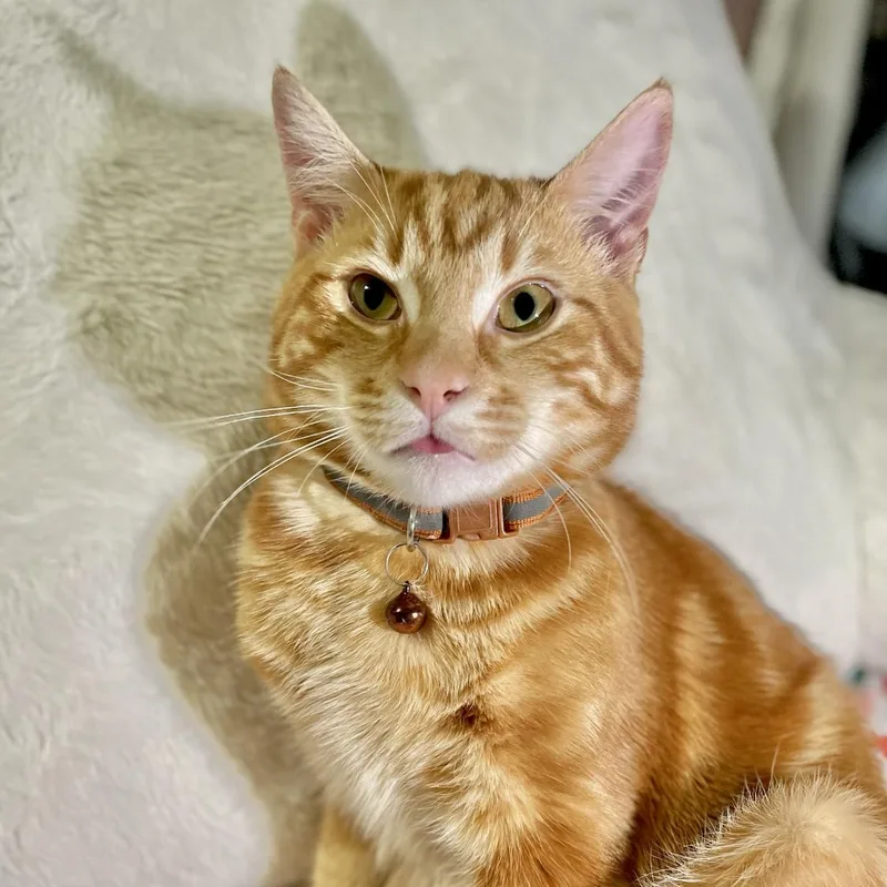 A baby medium-sized male Orange / Red Domestic Short Hair cat named Fendi for adoption in Weehawken, NJ