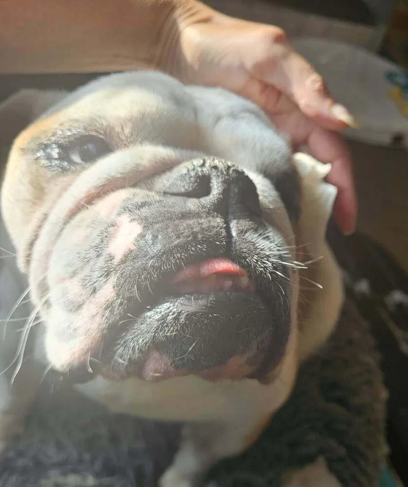 An adult medium-sized female English Bulldog dog named Miss Hunny for adoption in Omaha, NE