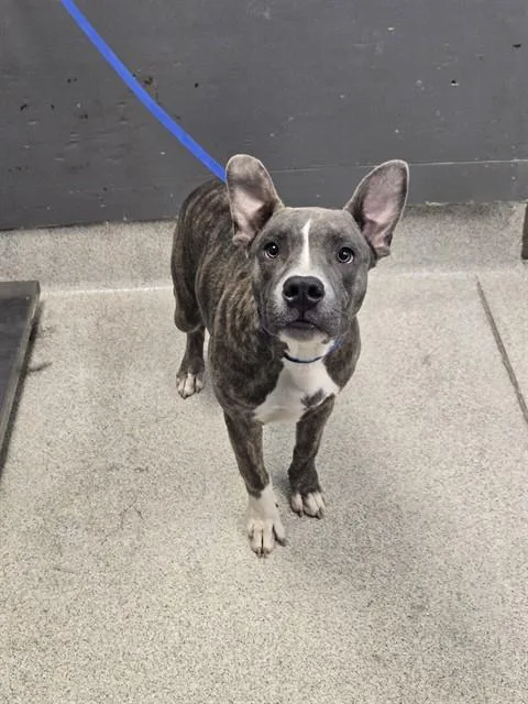 A young large-sized male Pit Bull Terrier dog named Dumbo for adoption in Tallahassee, FL