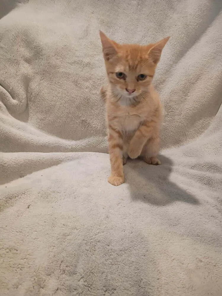 A baby small-sized male Tabby (Orange / Red) Domestic Short Hair cat named Beef for adoption in Metamora, IL