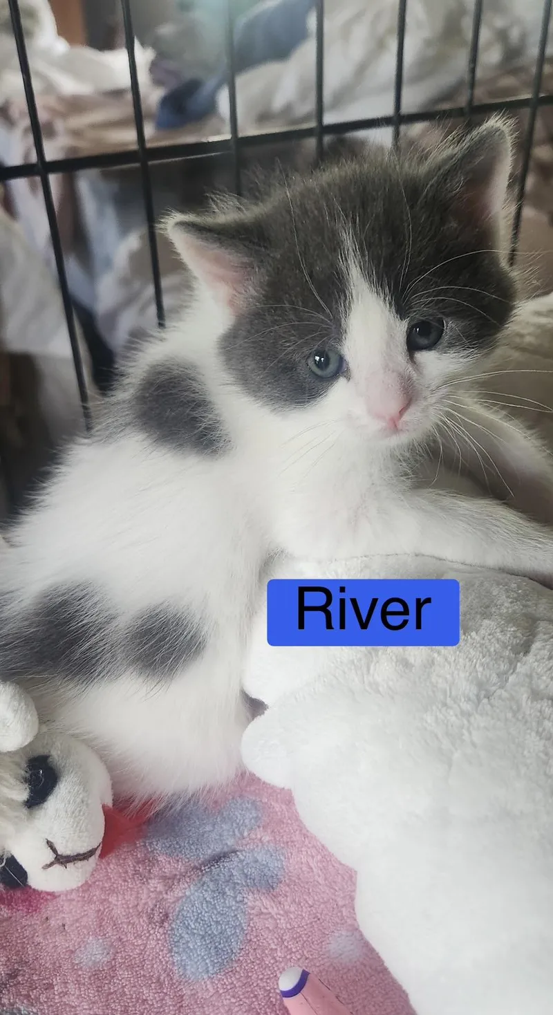 River The Phoenix