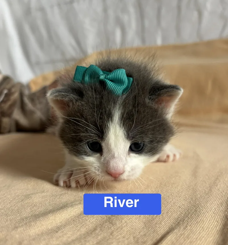 River  The Phoenix thumbnail 2