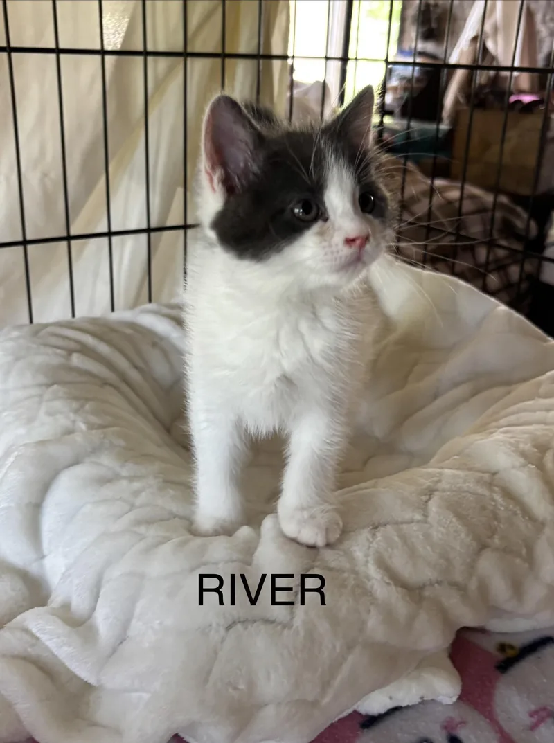 River  The Phoenix thumbnail 3