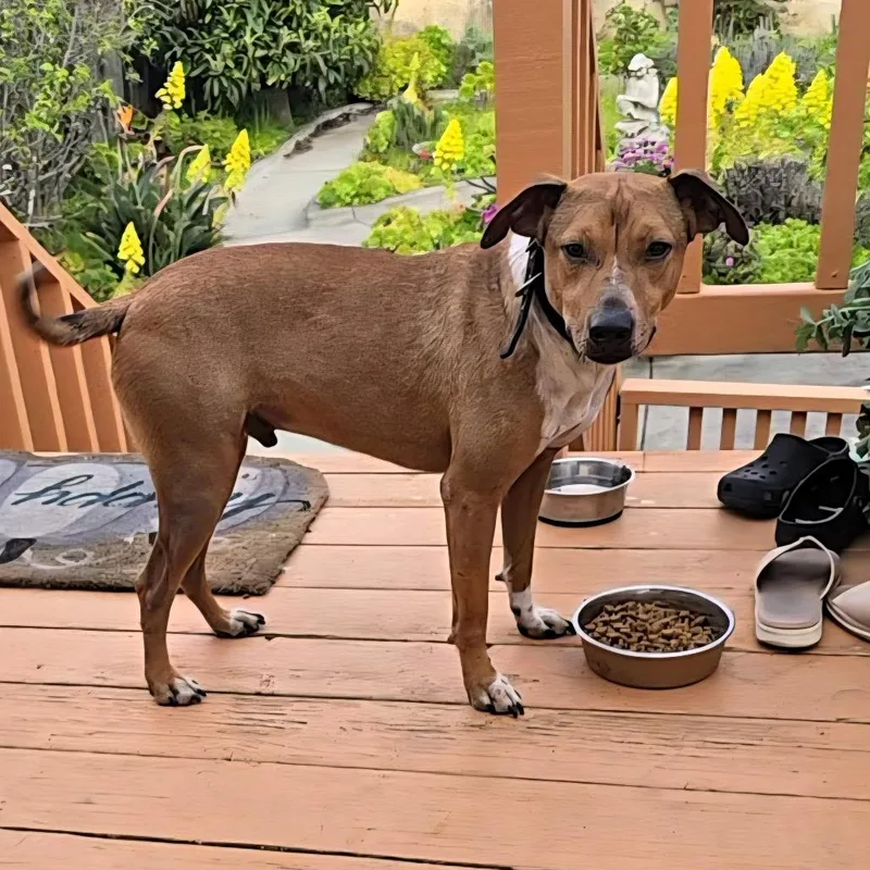 An adult medium-sized male Sable Hound dog named Bobby for adoption in Pacifica, CA