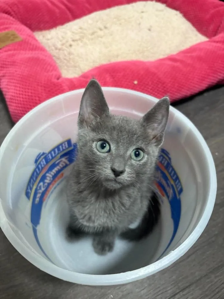 A baby small-sized male Gray / Blue / Silver Domestic Short Hair cat named Soup for adoption in Lincoln, NE