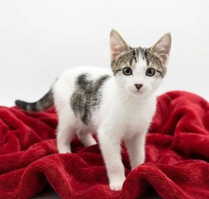 A baby small-sized female Domestic Short Hair cat named Seren for adoption in Cumming, GA
