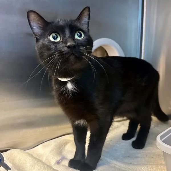 An adult small-sized female Domestic Short Hair cat named Pho for adoption in Walnut Creek, CA