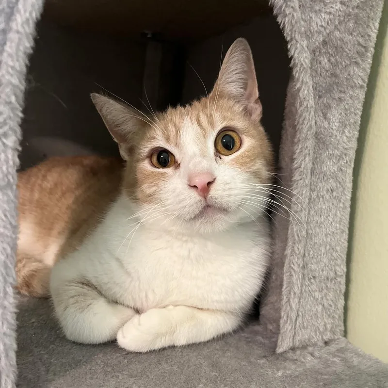 An adult medium-sized male Buff / Tan / Fawn Domestic Short Hair cat named Apostrophe for adoption in La Grange, KY