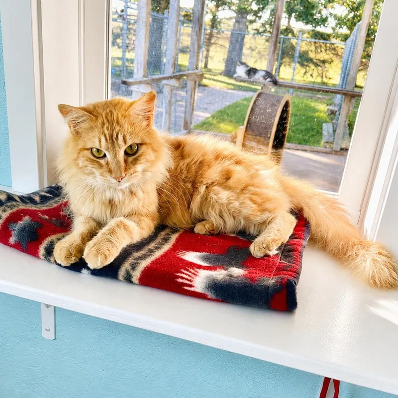 An adult medium-sized male Orange / Red Domestic Medium Hair cat named Michelangelo for adoption in Jamestown, ND
