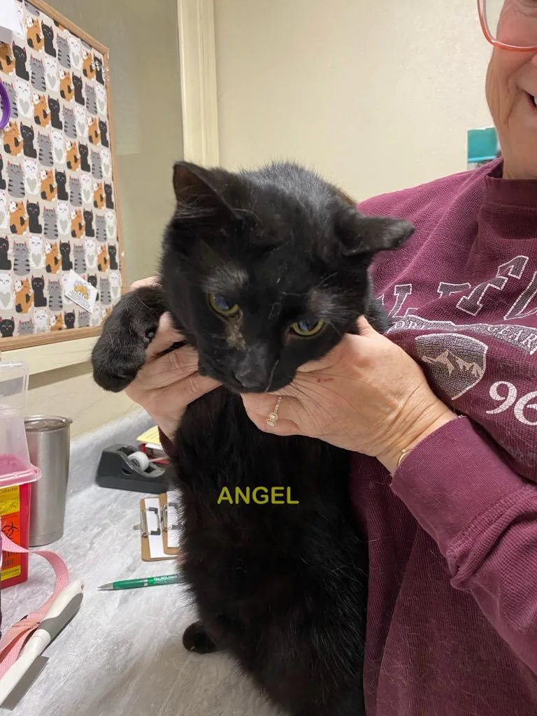 A young large-sized male Domestic Short Hair cat named Angel for adoption in Plattsburgh, NY