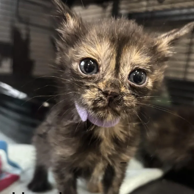 A baby small-sized female Torbie Domestic Short Hair cat named Hazel Bear for adoption in Webster, TX