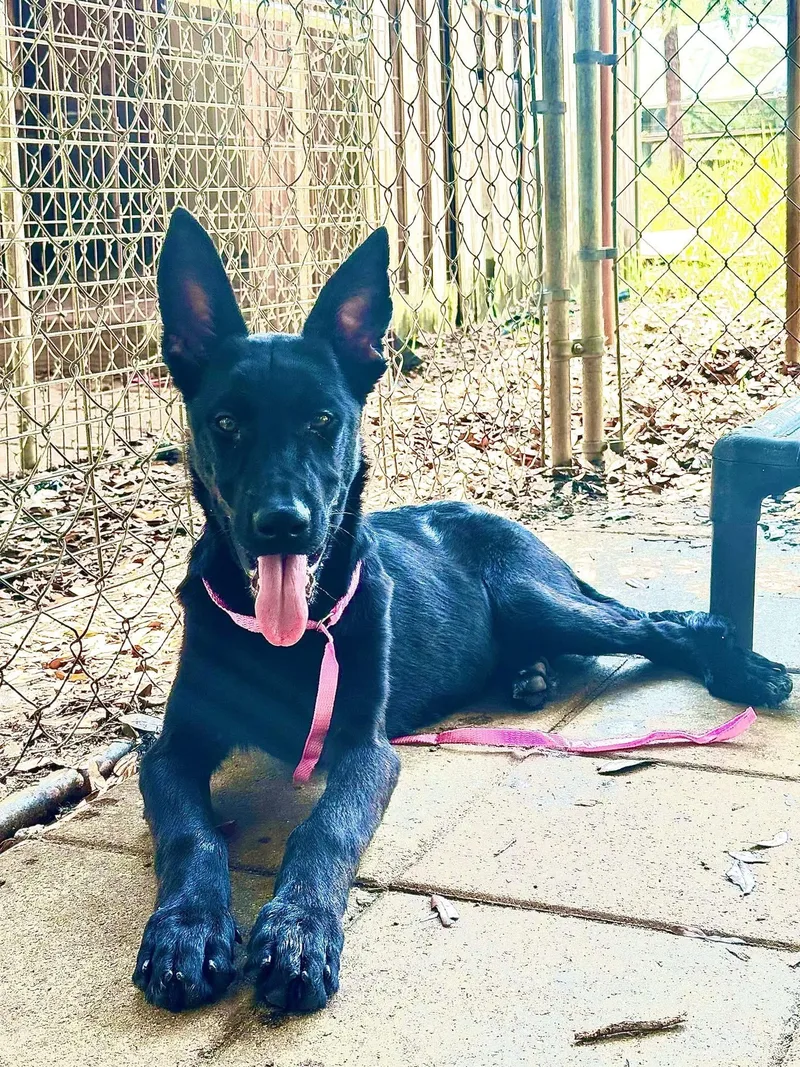 A young medium-sized female Black German Shepherd Dog dog named Nori for adoption in Delray Beach, FL