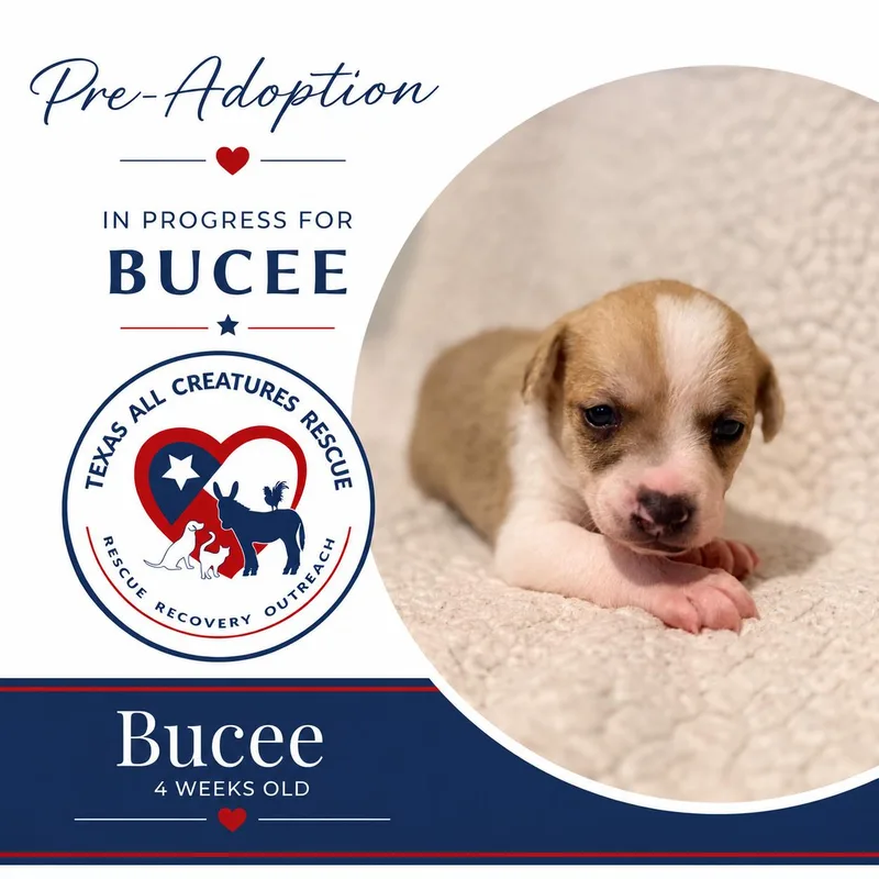 Bucee