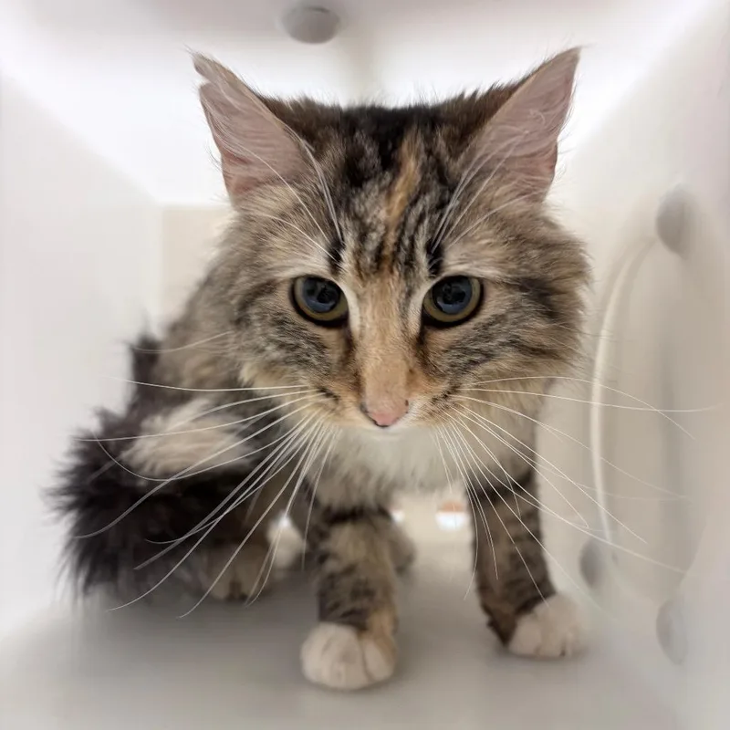 A young medium-sized female Torbie Domestic Medium Hair cat named Bikini for adoption in Reno, NV