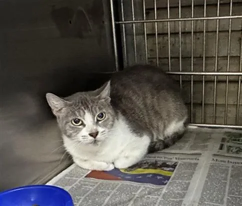 An adult medium-sized female Domestic Short Hair cat named Lala for adoption in Baldwin Park, CA