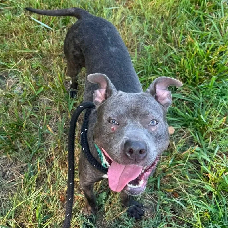 A young medium-sized female Terrier dog named Zoe for adoption in North Syracuse, NY