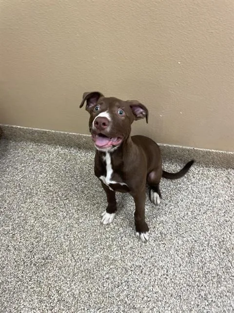 A young small-sized male Labrador Retriever dog named Toblerone for adoption in Thousand Palms, CA