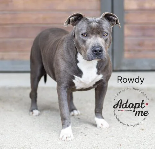 An adult large-sized female Gray / Blue / Silver American Staffordshire Terrier dog named Rowdy for adoption in Bakersfield, CA
