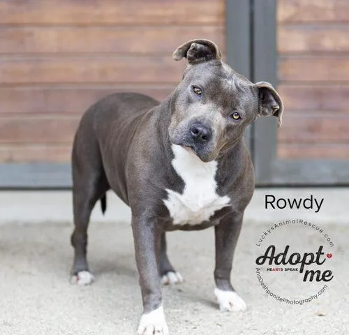 Rowdy thumbnail 2