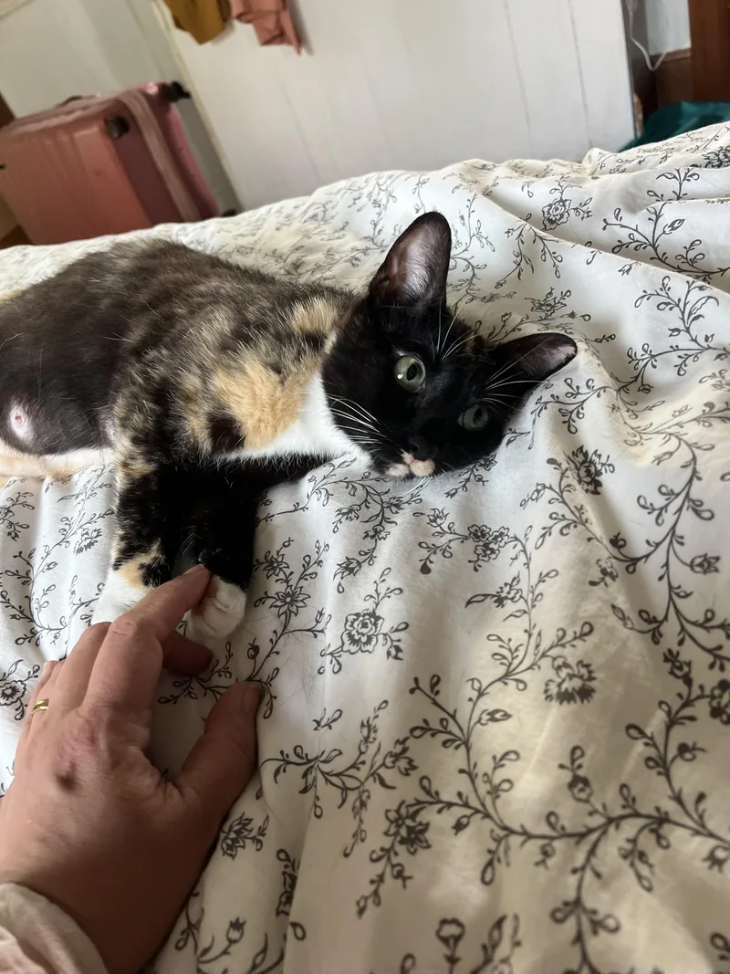 A young large-sized female Domestic Short Hair cat named Celeste for adoption in Philadelphia, PA