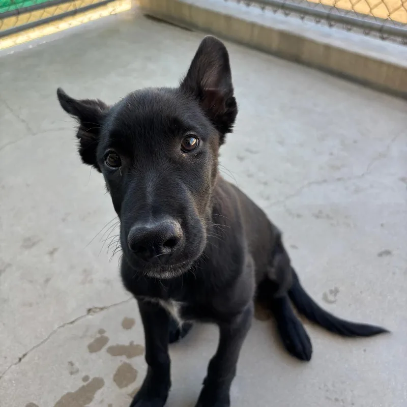 A baby small-sized male Black Shepherd dog named Lucas for adoption in Santa Barbara, CA