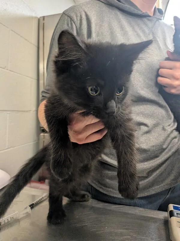 A young medium-sized female Black Domestic Long Hair cat named Stapler for adoption in Cincinnati, OH