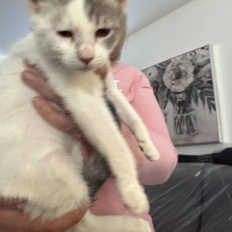 A baby medium-sized female White Domestic Short Hair cat named Jasmine for adoption in Las Vegas, NV