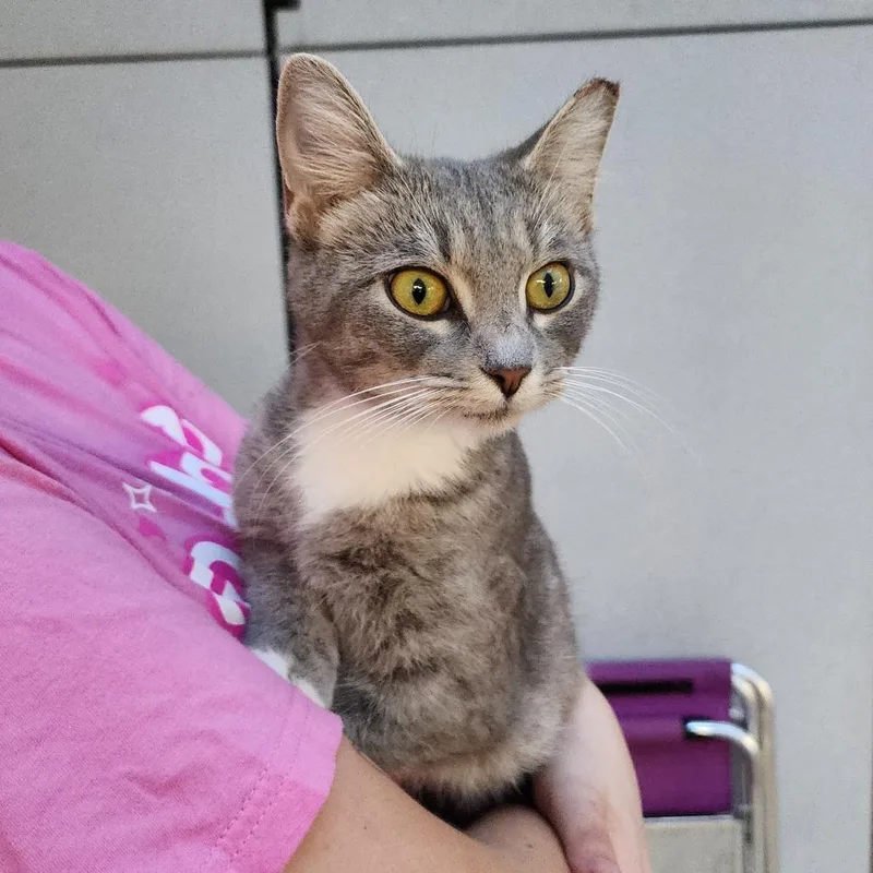 A young medium-sized female Gray / Blue / Silver Domestic Short Hair cat named Gabby for adoption in Evansville, IN