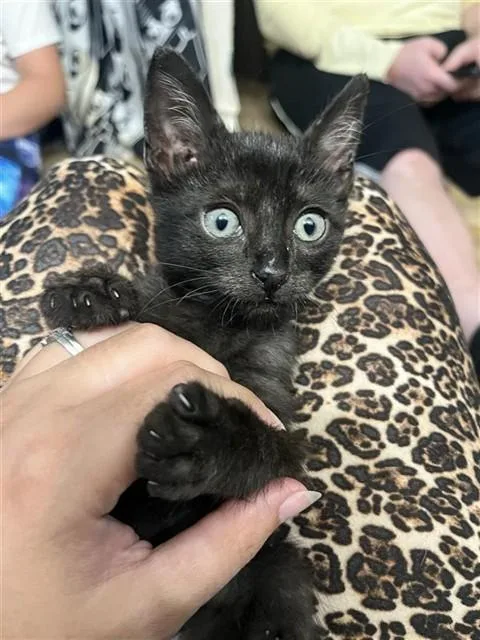 A baby small-sized male Domestic Short Hair cat named Beetlejuice for adoption in Corpus Christi, TX