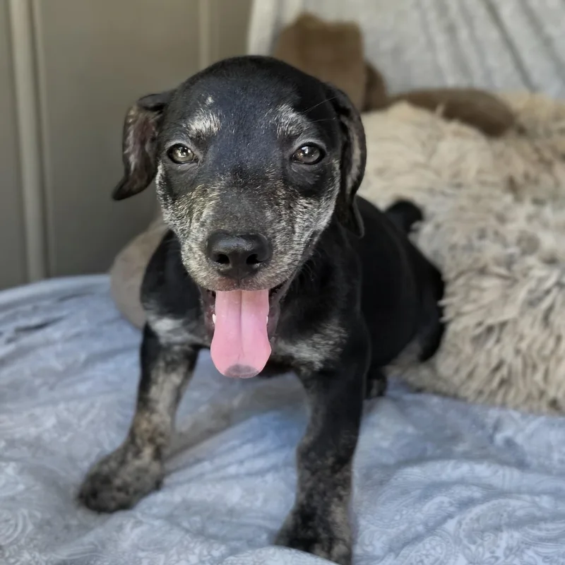 A baby medium-sized male Tricolor (Brown, Black, & White) Dachshund dog named Pete for adoption in Cleveland, TX